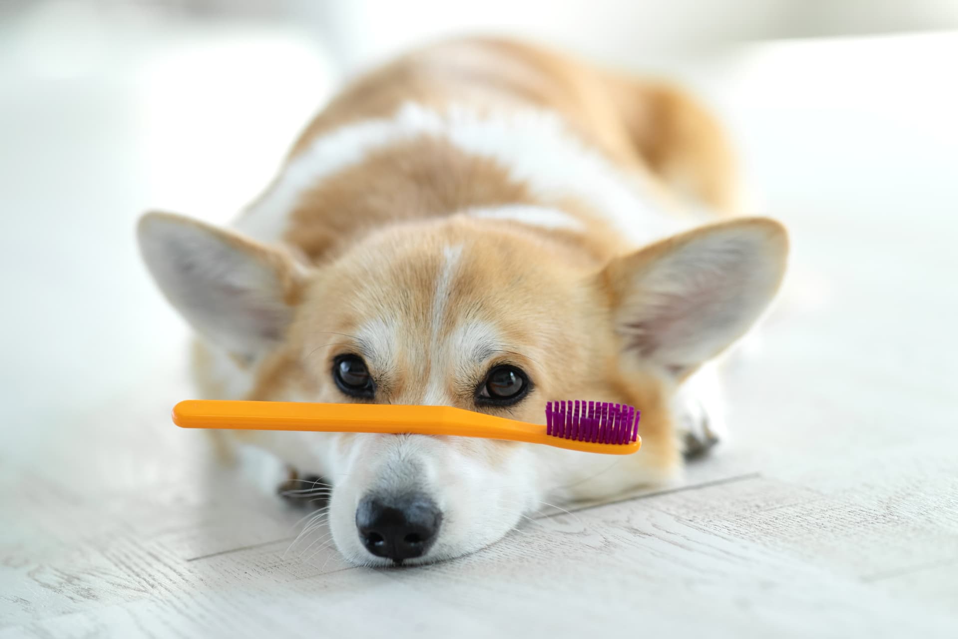 A friendly corgi with a colorful toothbrush, representing our gentle, all-natural approach to cosmetic pet teeth cleaning.